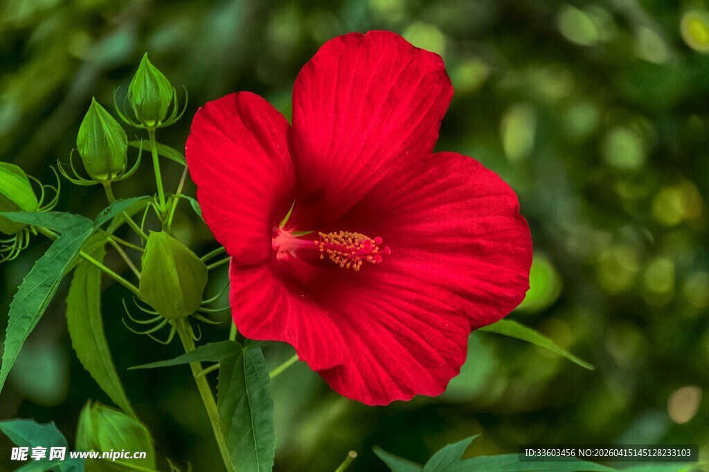 娇艳红扶桑花绽放