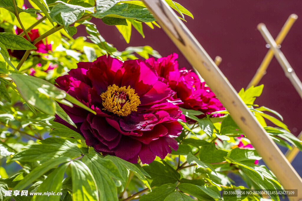 娇艳盛开的深红色牡丹花