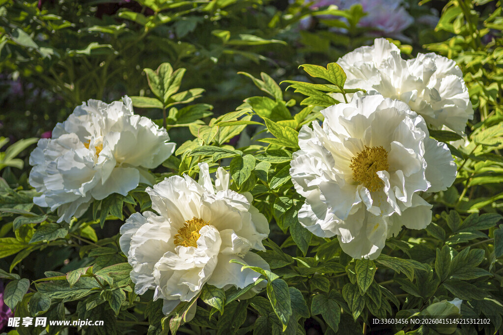 白牡丹绽放于绿叶间