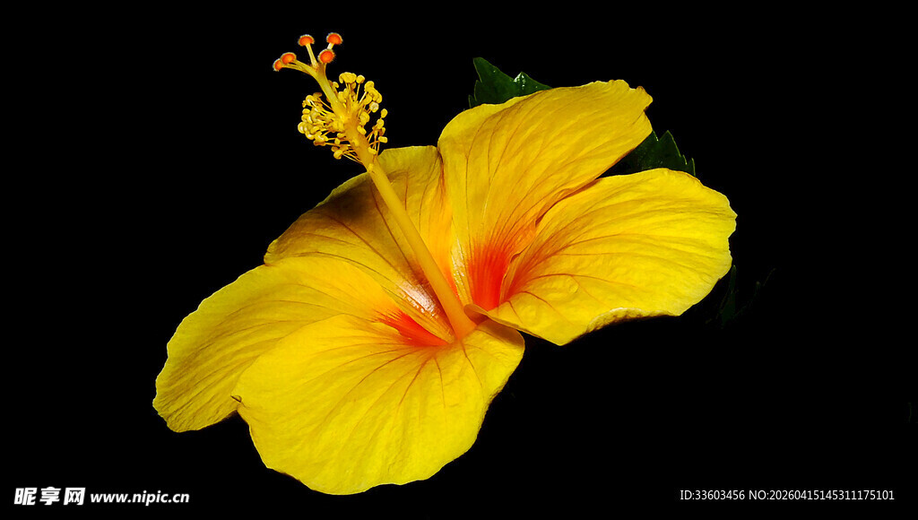 黄色扶桑花特写