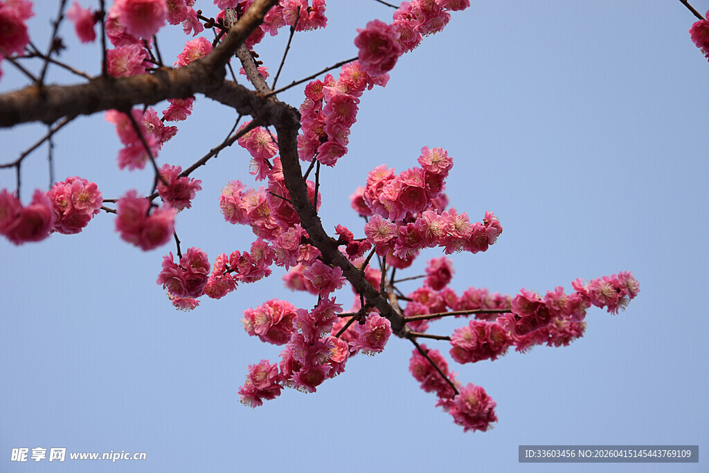 枝头绽放的娇艳红花朵