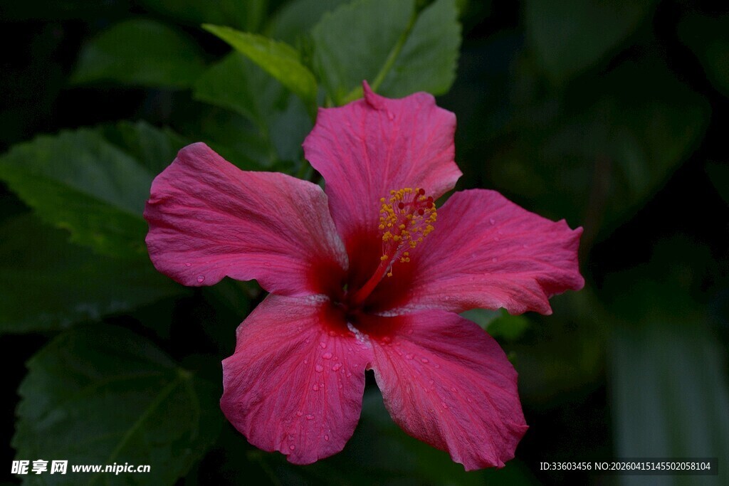 娇艳粉色扶桑花