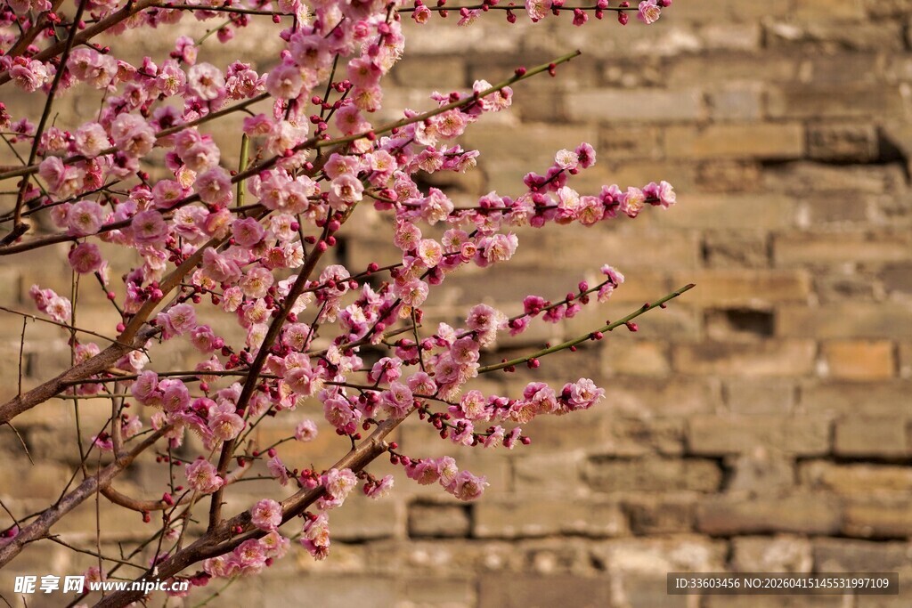 砖墙旁绽放的粉嫩花枝
