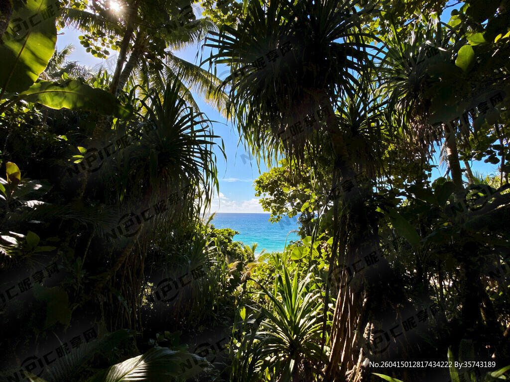 深邃神秘的热带雨林中