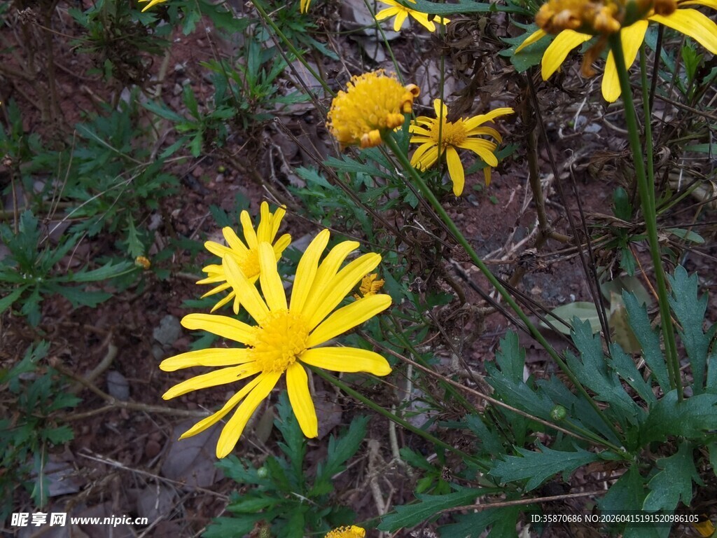黄色小花绽放于草丛中