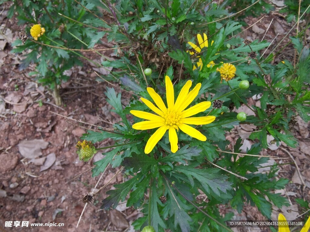 黄色小花绽放于绿叶间