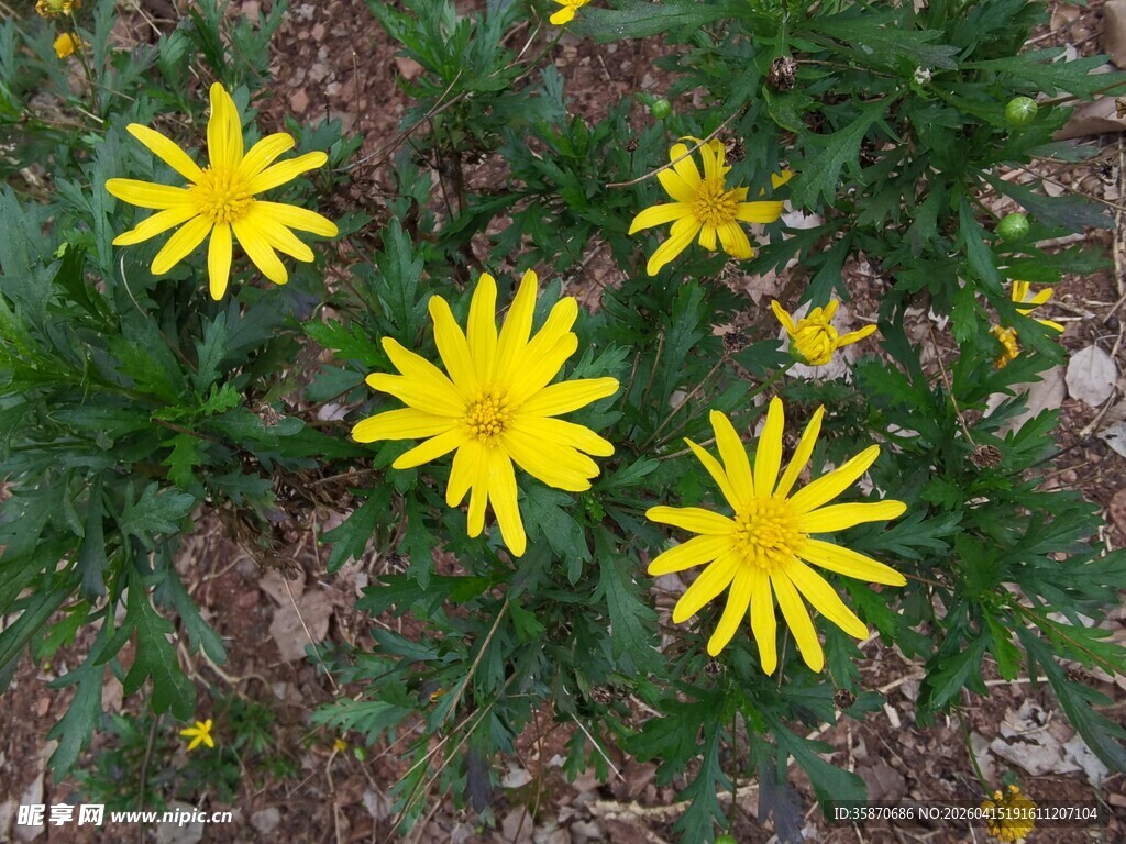 草地上的黄色小花