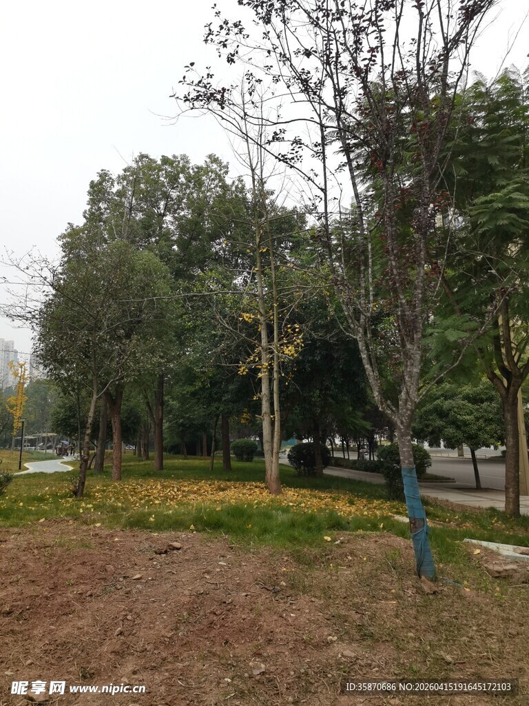公园内的树木与开阔草地