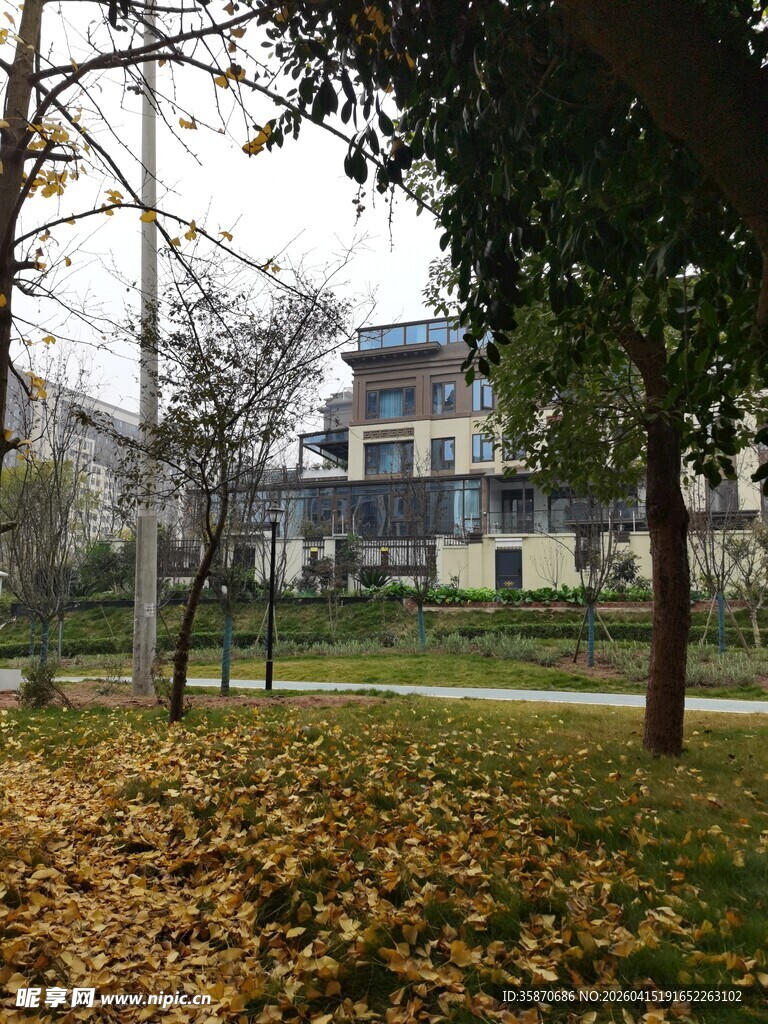 秋日校园落叶景致