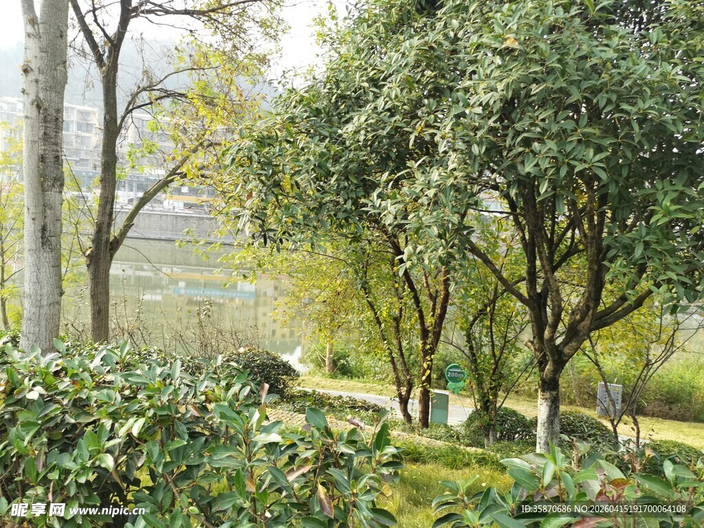 林间绿意盎然的自然景致