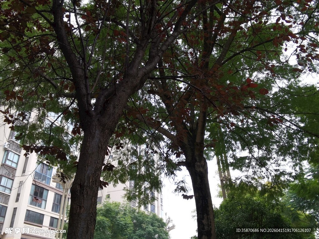 城市中茂盛的绿树景观