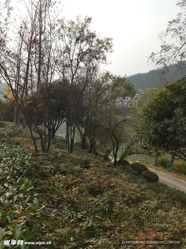 山间小径旁的绿植与树木