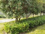 路边绿植景观