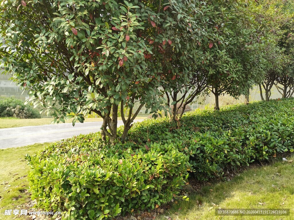路边绿植景观
