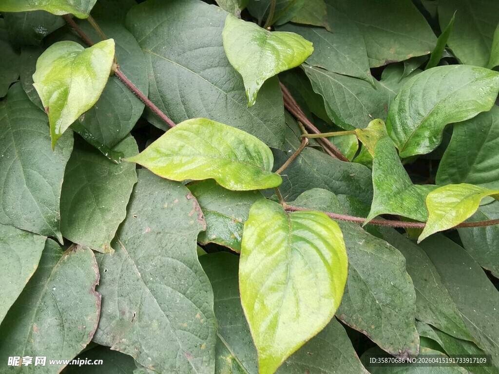 翠绿斑斓的生机叶片