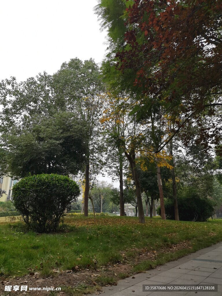 秋日公园林荫小道景致