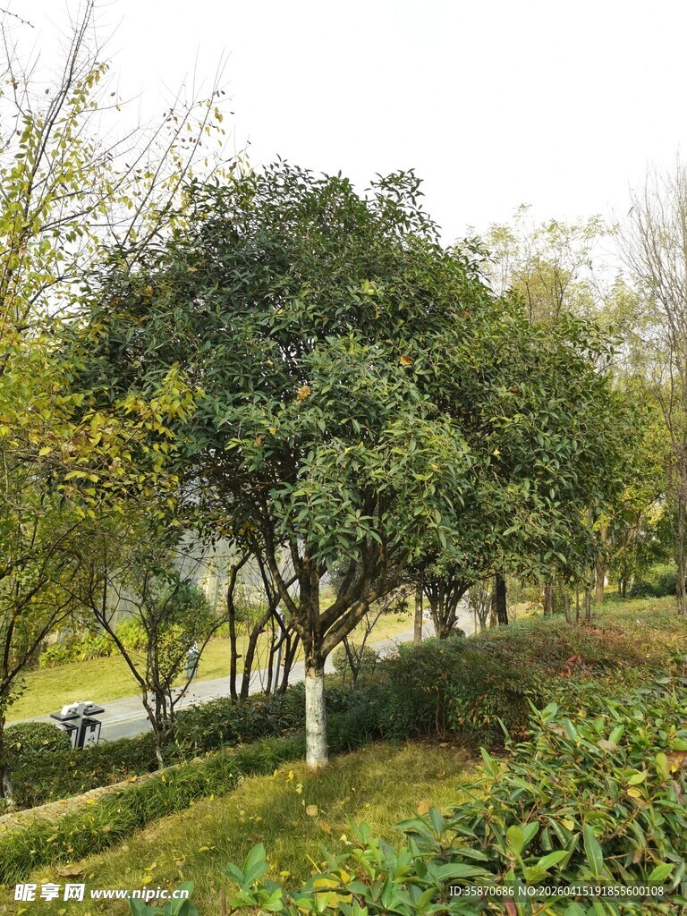 公园绿意盎然的树木景观