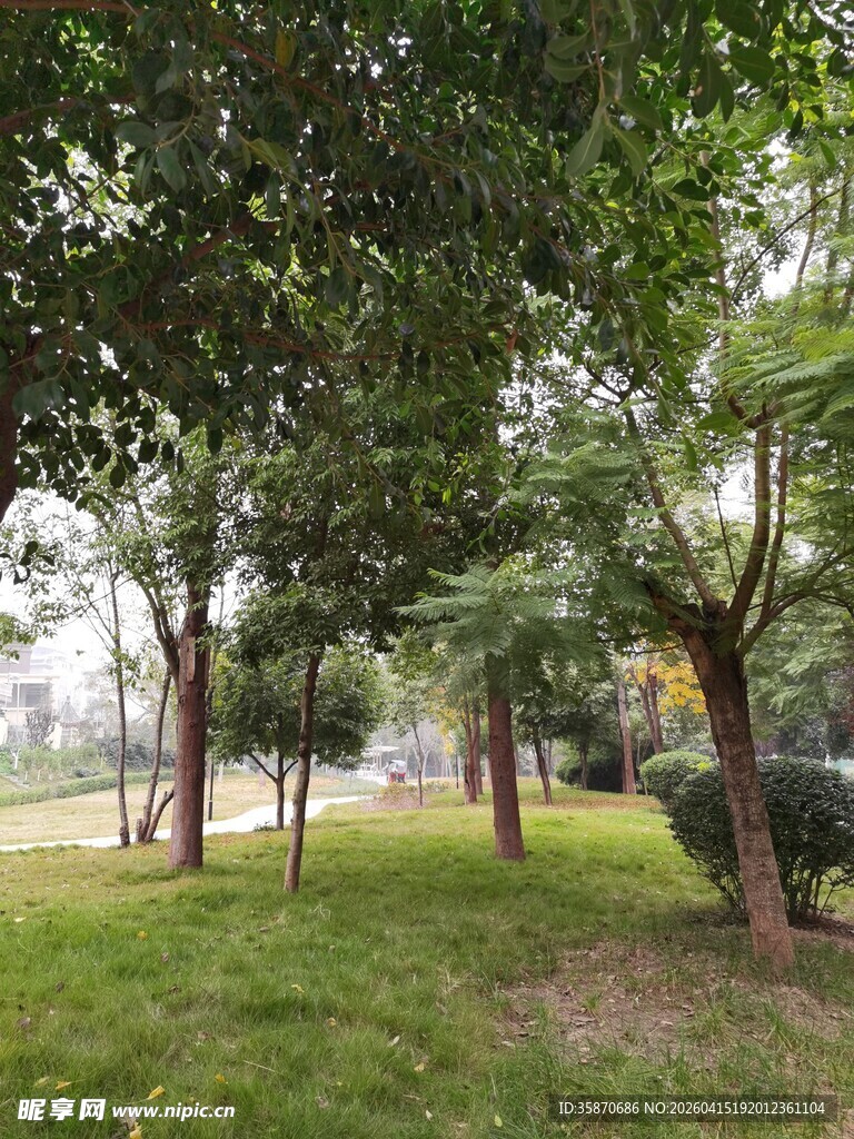 林间绿地静谧自然景致