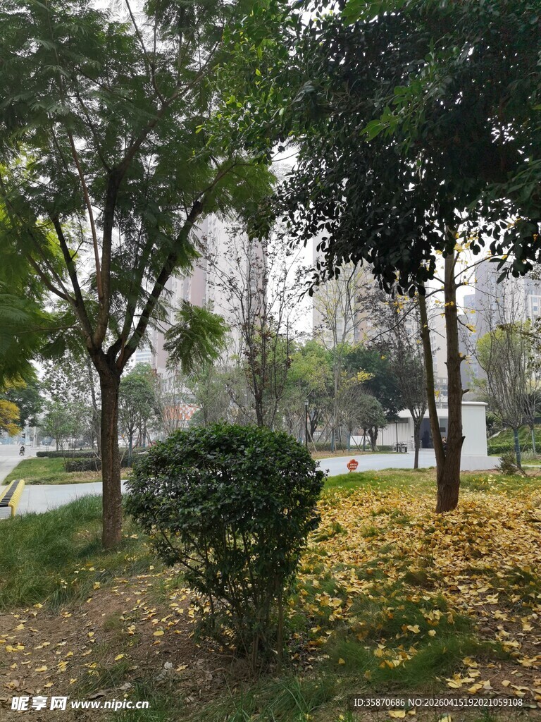 秋日公园绿植景观