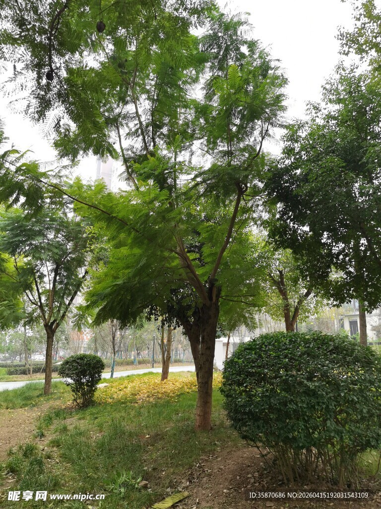 公园绿树景致