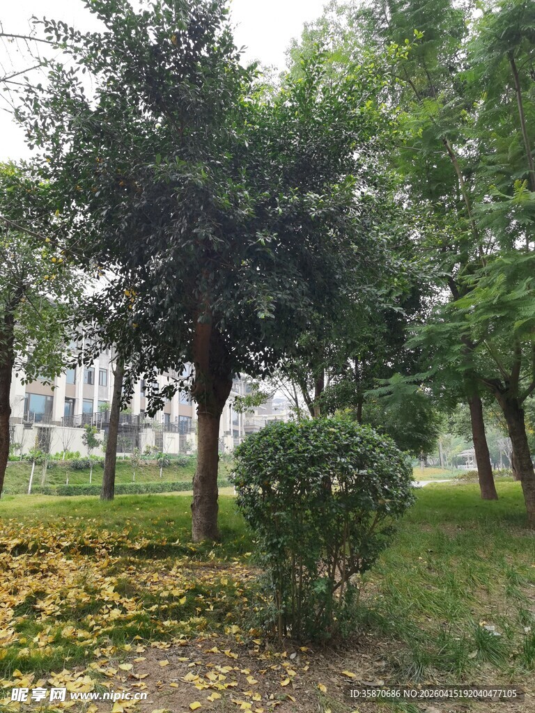 秋日公园绿树景观