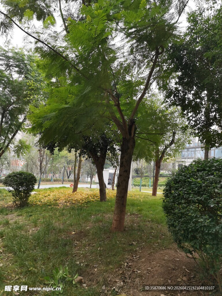 绿意盎然的户外树木景观