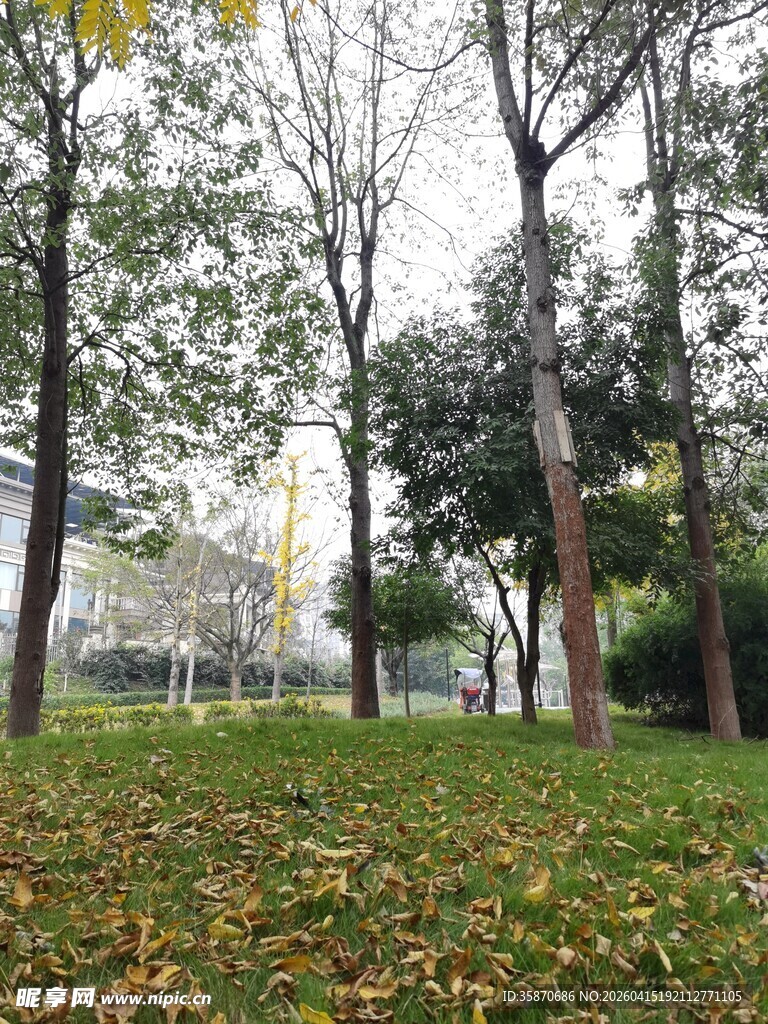 秋日公园落叶树林美景