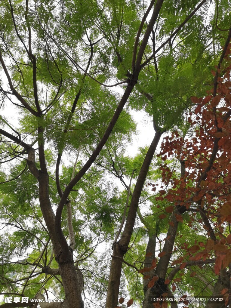 翠绿与红褐交织的树梢