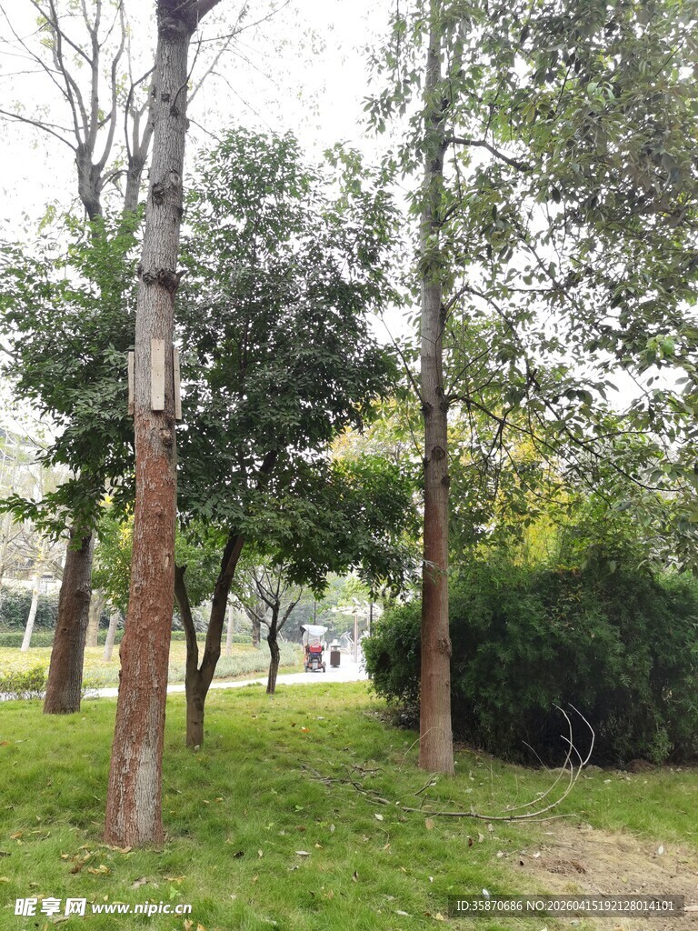 公园内的树木与草地景观