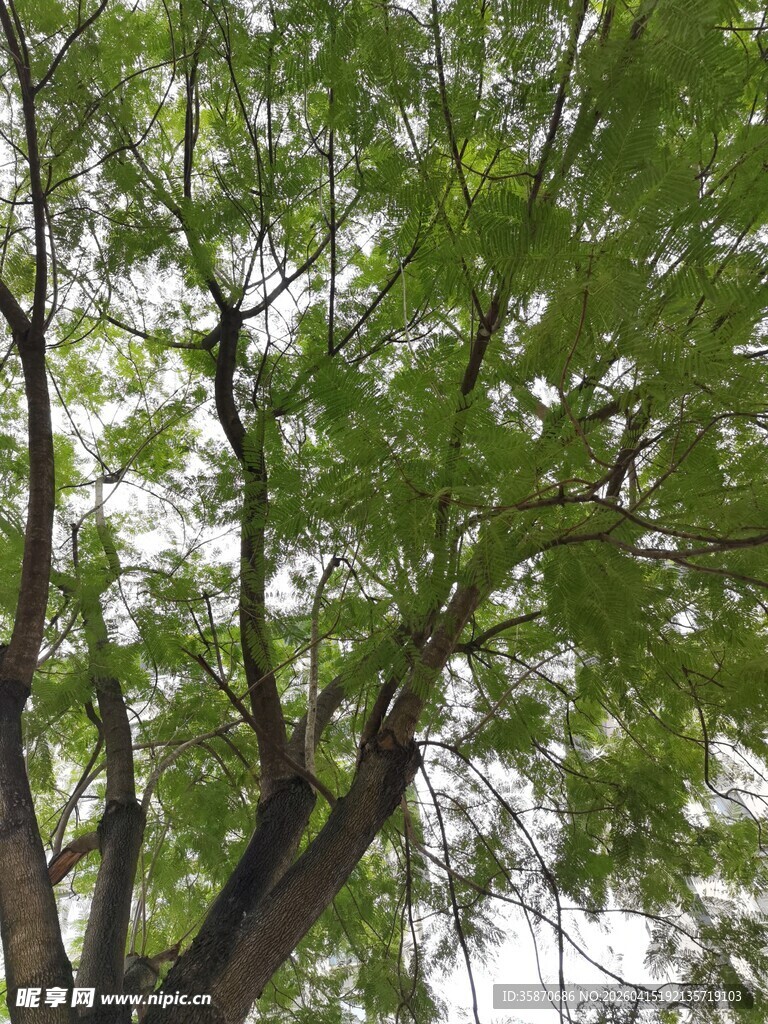 繁茂绿树枝叶舒展