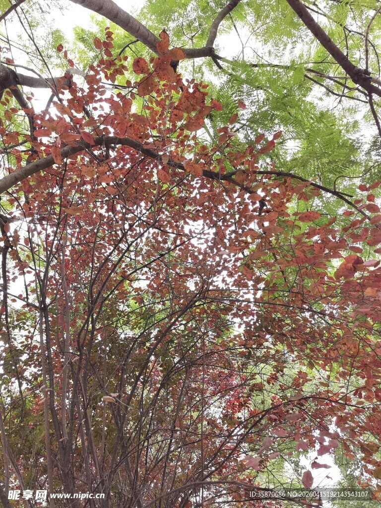 秋日多彩树叶景观