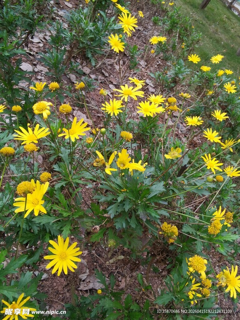 花丛中的黄色小花绽放