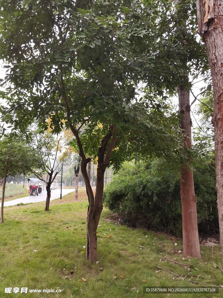 林间绿意盎然的清新景致
