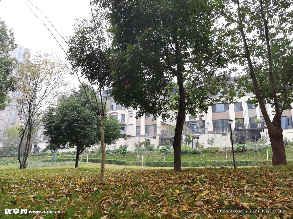 秋日公园草地树木景观