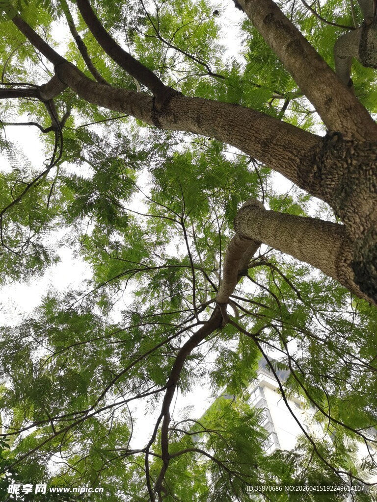 仰视茂密树冠绿意盎然