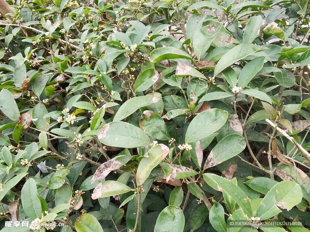 绿叶繁茂的植物景观