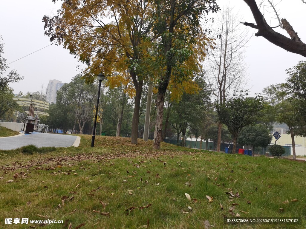 秋日公园草地树木景致