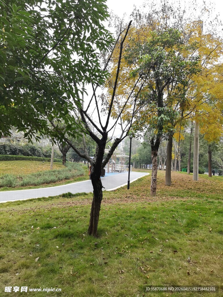 秋日公园草地树木景致