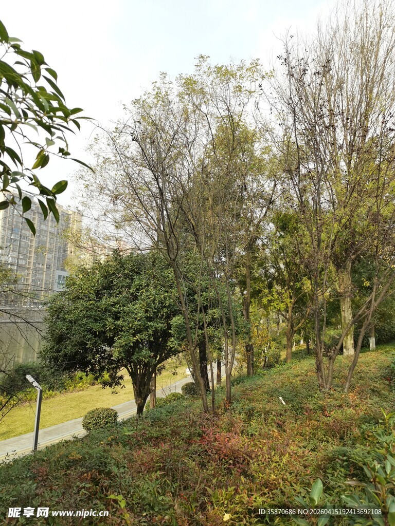 秋日林间景致