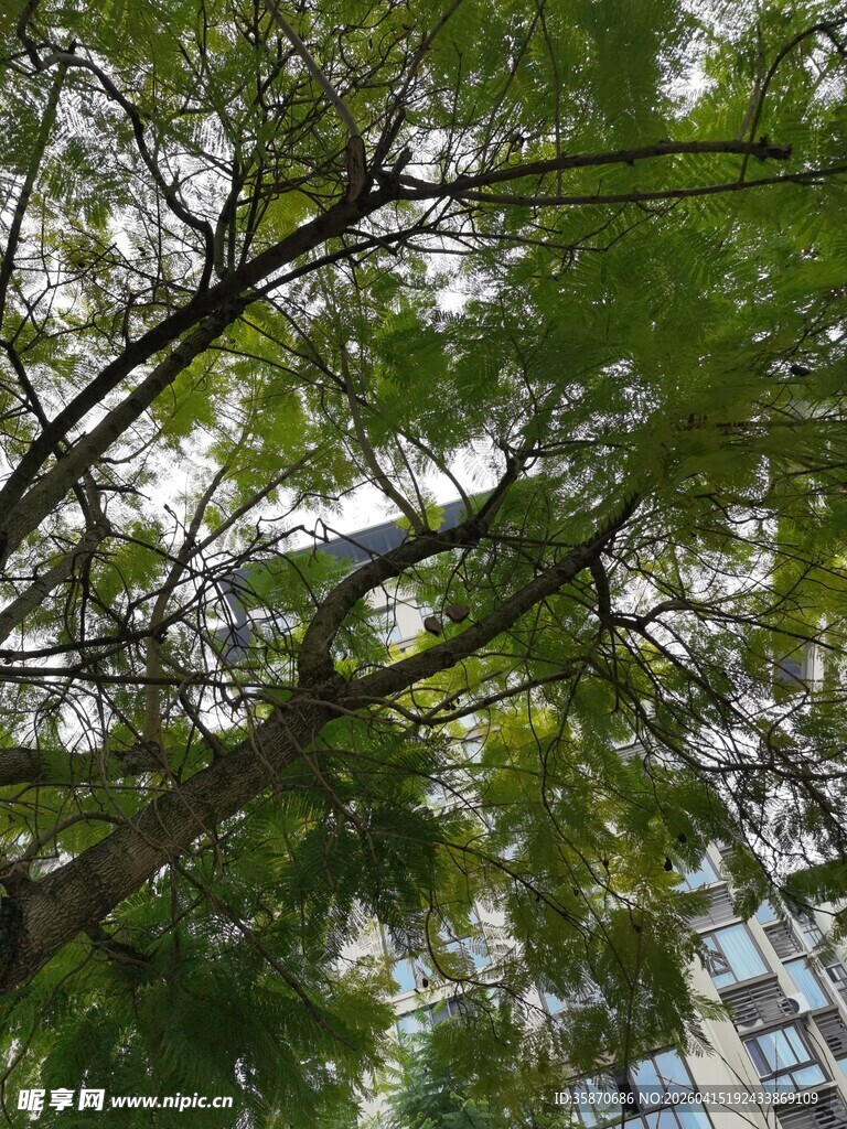 仰视葱郁树木与高楼