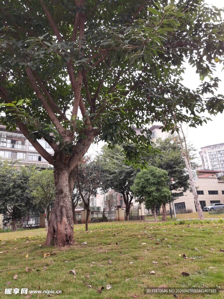 公园中的大树与开阔草地