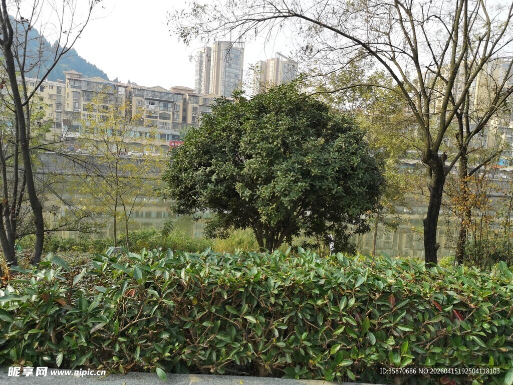 城市中的绿植景观