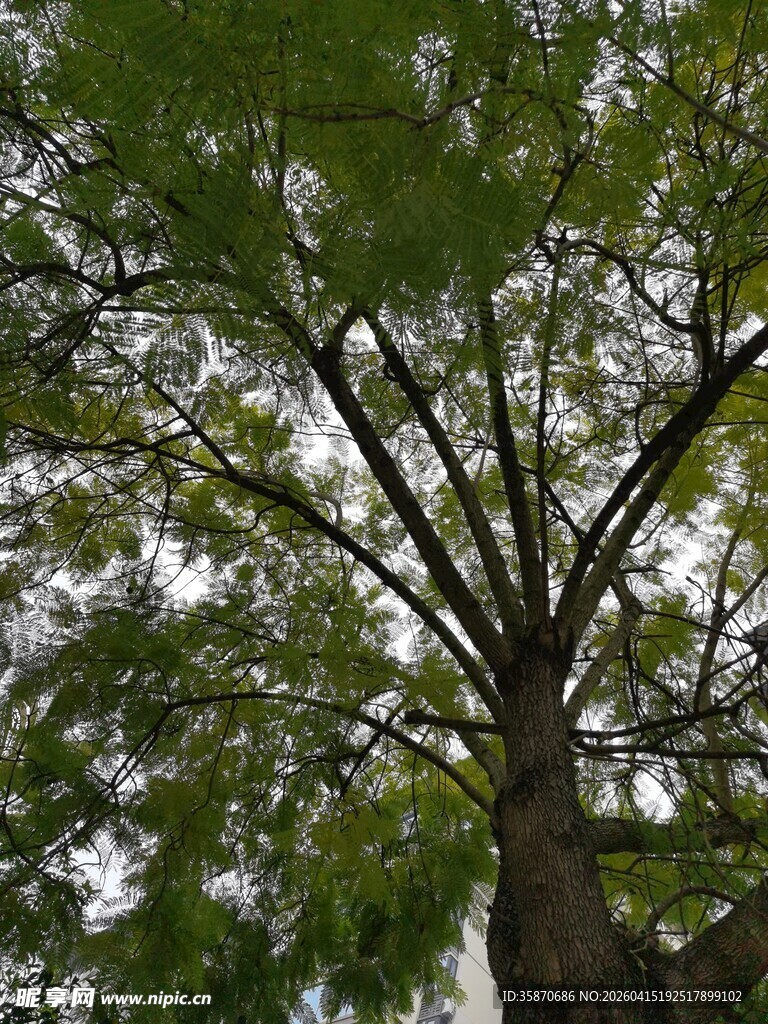 仰视繁茂大树