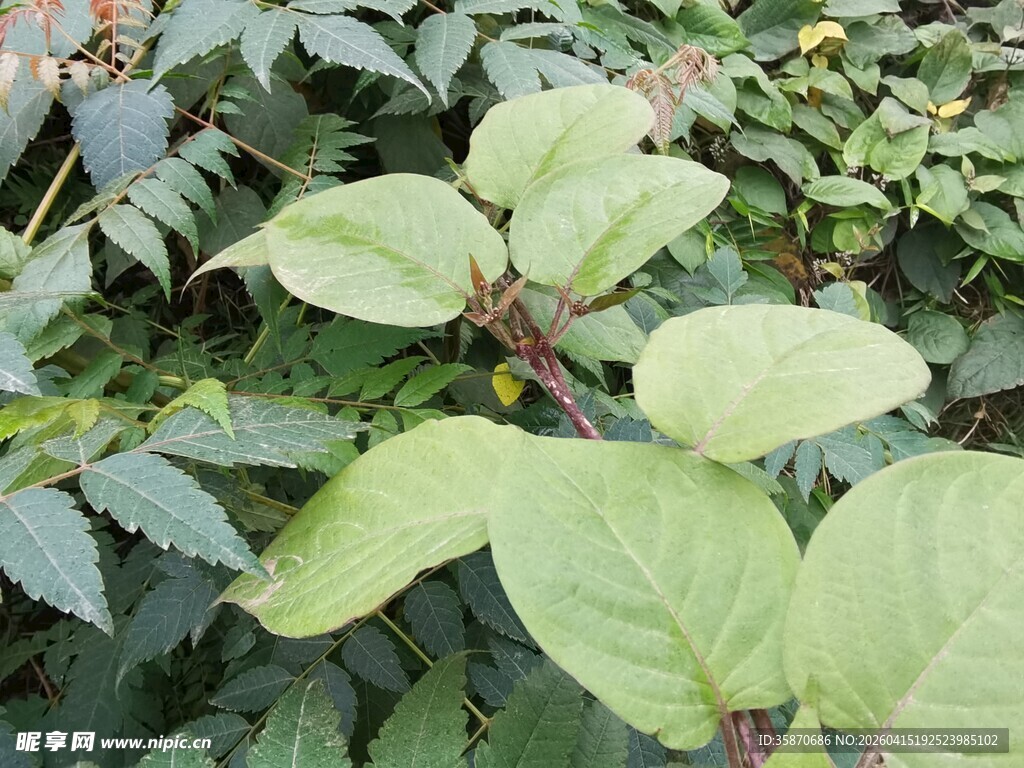 绿叶植物旺盛生长景象