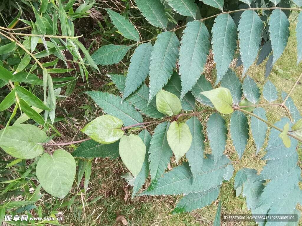 绿叶植物特写