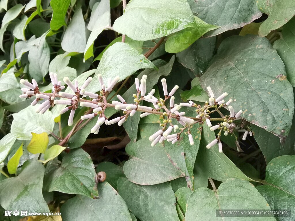 绿叶间绽放的白色小花