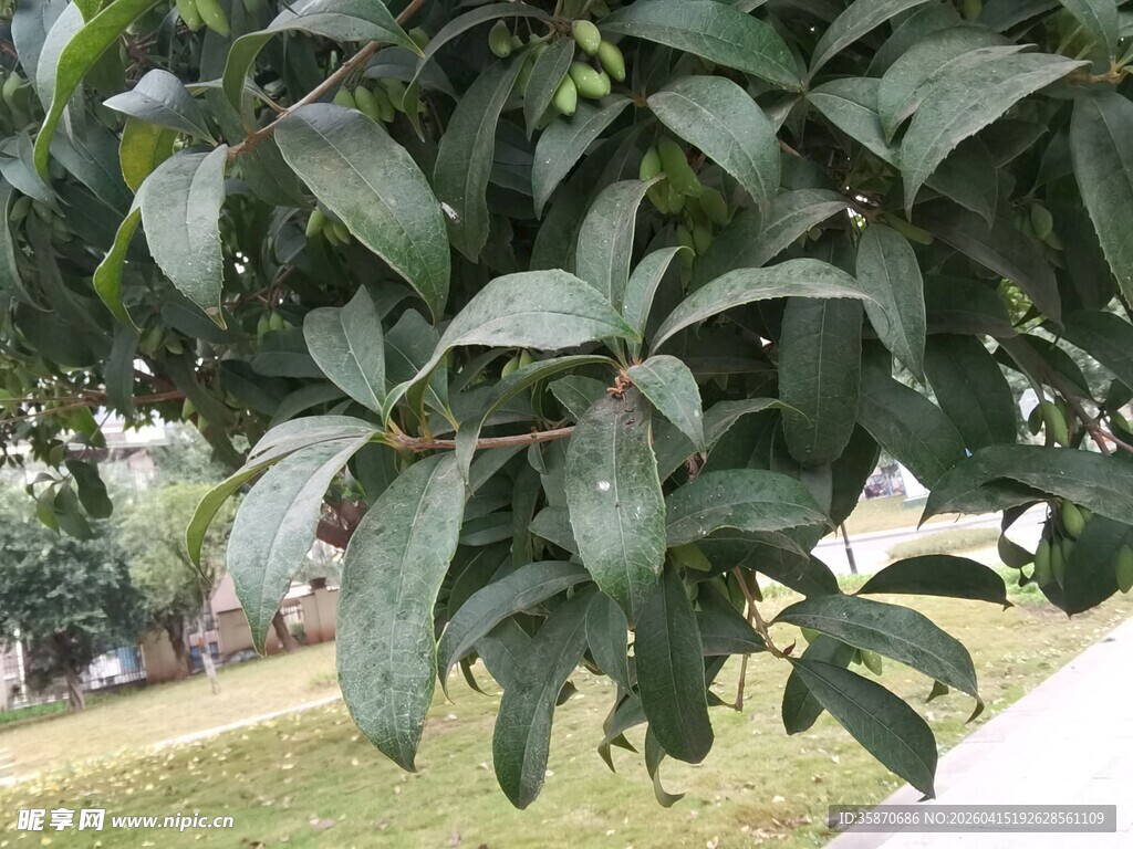 绿叶繁茂的树枝特写