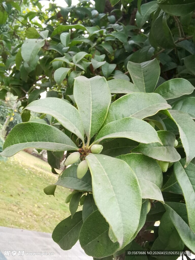 绿叶繁茂的植物特写