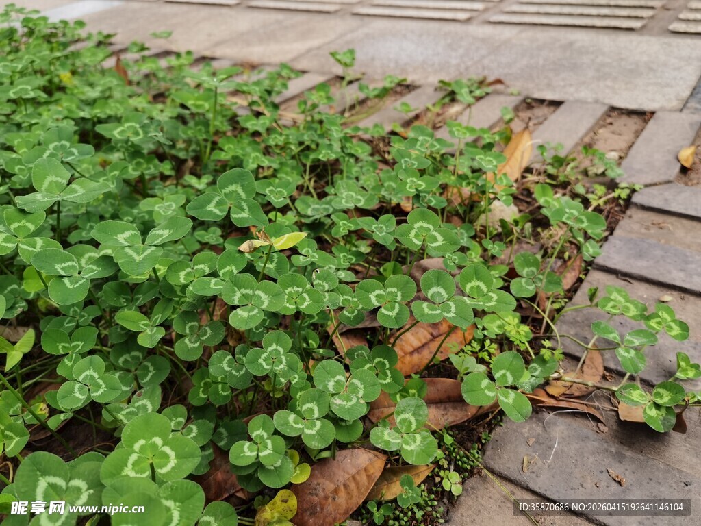 地面绿植与落叶景观