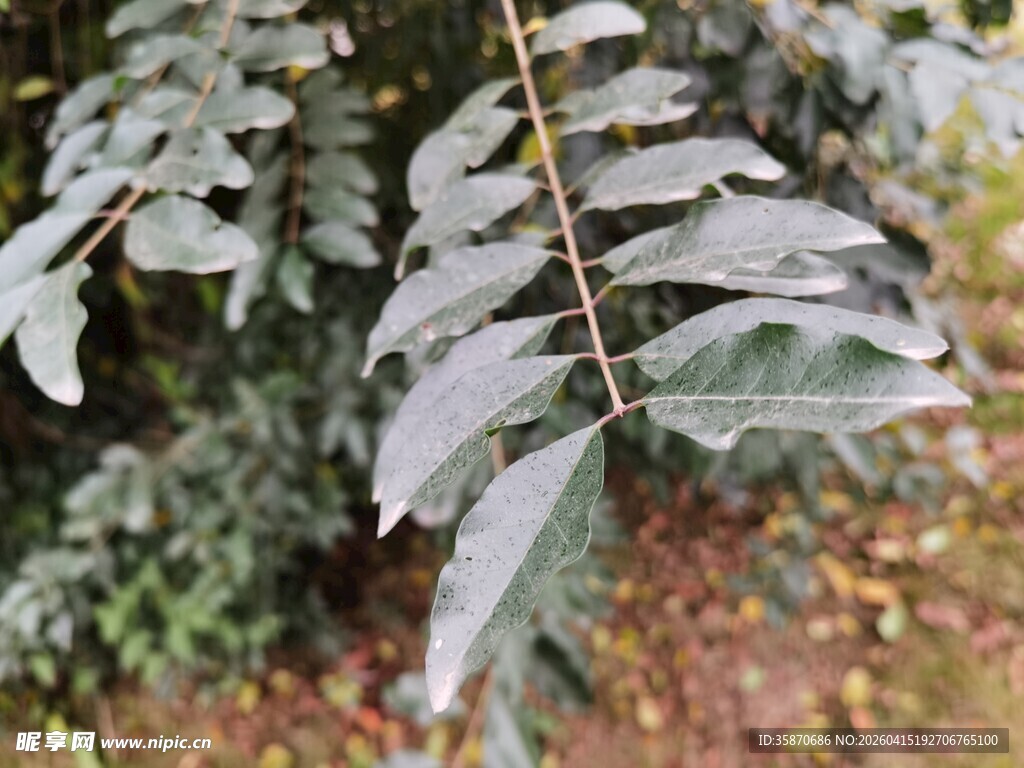 羽状叶片植物特写